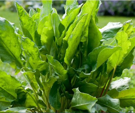 FREE SHIP 600 Count Vegetable Seeds Plant Herbs Vegetable Lemon Rau Chua Sour Leaf