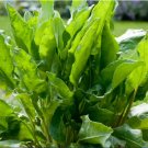FREE SHIP 600 Count Vegetable Seeds Plant Herbs Vegetable Lemon Rau Chua Sour Leaf