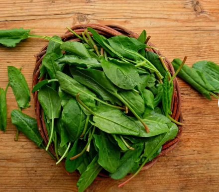 FREE SHIP 1200 Count Vegetable Seeds Plant Herbs Vegetable Lemon Rau Chua Sour Leaf