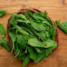 FREE SHIP 1200 Count Vegetable Seeds Plant Herbs Vegetable Lemon Rau Chua Sour Leaf