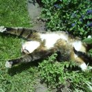 FREE SHIP 200 Count Fresh Catnip Plant Seeds Nepeta Cataria Cat Nip Toy Catswort Catwort Catmint