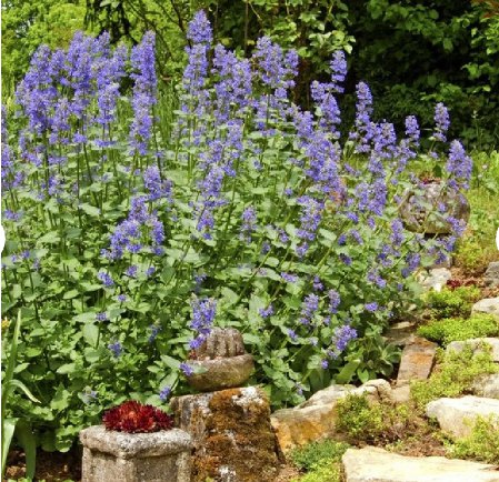 FREE SHIP 600 Count Fresh Catnip Plant Seeds Nepeta Cataria Cat Nip Toy Catswort Catwort Catmint