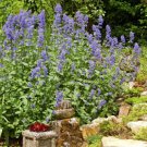 FREE SHIP 600 Count Fresh Catnip Plant Seeds Nepeta Cataria Cat Nip Toy Catswort Catwort Catmint