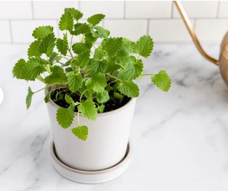 FREE SHIP 1200 Count Fresh Catnip Plant Seeds Nepeta Cataria Cat Nip Toy Catswort Catwort Catmint