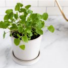 FREE SHIP 1200 Count Fresh Catnip Plant Seeds Nepeta Cataria Cat Nip Toy Catswort Catwort Catmint