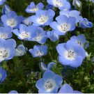 Wildflower Seeds Multi Variety Baby Blue Eyes FREE SHIP 9 Species Mix Blue