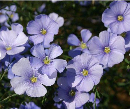 Baby Blue Eyes FREE SHIP 9 Species Mix Blue Wildflower Seeds Multi Variety