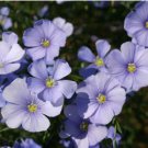 Baby Blue Eyes FREE SHIP 9 Species Mix Blue Wildflower Seeds Multi Variety
