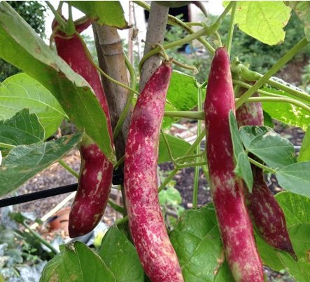 FREE SHIP Pink Cranberry Bean Seeds Italian Borlotti Pinto Broad Beans Vegetable Seeds