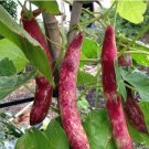FREE SHIP Pink Cranberry Bean Seeds Italian Borlotti Pinto Broad Beans Vegetable Seeds