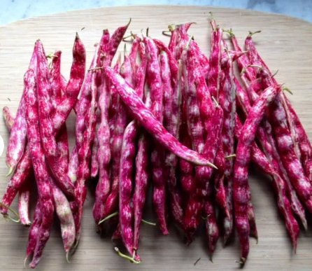 Borlotti Pinto Broad Beans Vegetable Seeds FREE SHIP Pink Cranberry Bean Seeds Italian