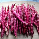 Borlotti Pinto Broad Beans Vegetable Seeds FREE SHIP Pink Cranberry Bean Seeds Italian