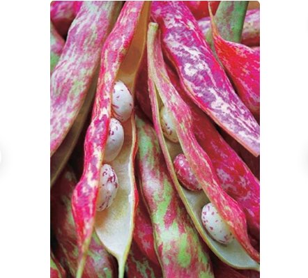 Vegetable Seeds FREE SHIP Pink Cranberry Bean Seeds Italian Borlotti Pinto Broad Beans