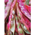 Vegetable Seeds FREE SHIP Pink Cranberry Bean Seeds Italian Borlotti Pinto Broad Beans