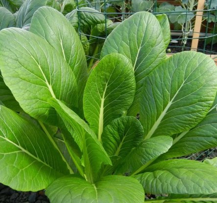 200 Count Vegetable Seeds Komatsuna Mustard Green Seeds Cabbage Lettuce