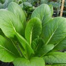 200 Count Vegetable Seeds Komatsuna Mustard Green Seeds Cabbage Lettuce