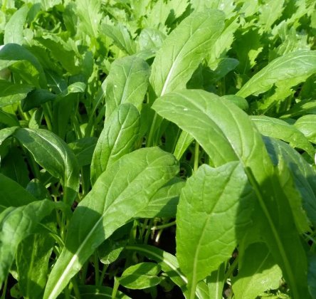 200 Count Vegetable Seeds Mibuna Mustard Greens Seeds Japanese Spinach Lettuce