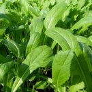 200 Count Vegetable Seeds Mibuna Mustard Greens Seeds Japanese Spinach Lettuce