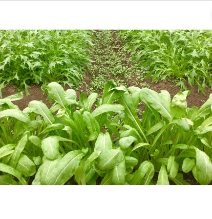 600 Count Vegetable Seeds Mibuna Mustard Greens Seeds Japanese Spinach Lettuce