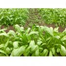 600 Count Vegetable Seeds Mibuna Mustard Greens Seeds Japanese Spinach Lettuce