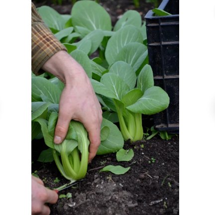 200 Count Vegetable Seeds Mibuna Mustard Greens Seeds Japanese Spinach Lettuce