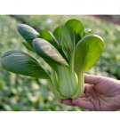 600 Count Vegetable Seeds Mibuna Mustard Greens Seeds Japanese Spinach Lettuce