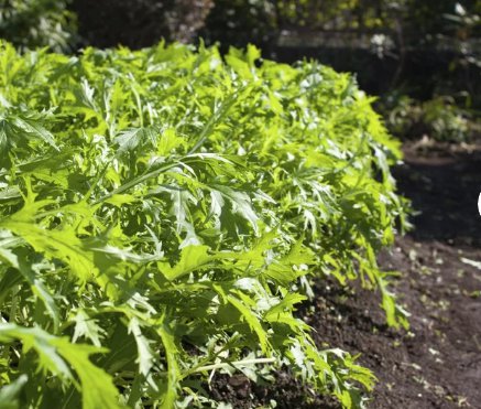 200 Count Vegetable Seeds Mizuna Mustard Greens Seeds Green Kyona Brassica Rapa Niposinica
