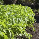 200 Count Vegetable Seeds Mizuna Mustard Greens Seeds Green Kyona Brassica Rapa Niposinica