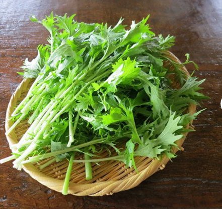 600 Count Vegetable Seeds Mizuna Mustard Greens Seeds Green Kyona Brassica Rapa Niposinica