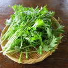 600 Count Vegetable Seeds Mizuna Mustard Greens Seeds Green Kyona Brassica Rapa Niposinica
