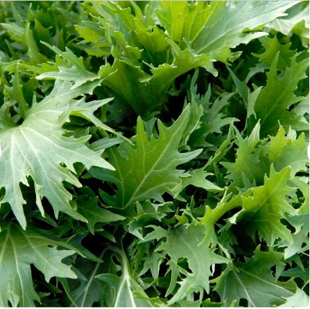 1200 Count Vegetable Seeds Mizuna Mustard Greens Seeds Green Kyona Brassica Rapa Niposinica