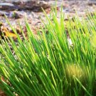 1200 Count Vegetable Seeds Onion Chives Seeds Flower Green Onion Scallion