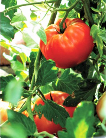 100 Count Vegetable Seeds Rutgers Tomato Seeds Best Flavor Thin Skin