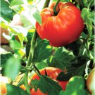100 Count Vegetable Seeds Rutgers Tomato Seeds Best Flavor Thin Skin