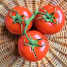 300 Count Vegetable Seeds Rutgers Tomato Seeds Best Flavor Thin Skin