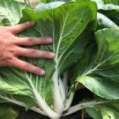 200 Count Vegetable Seeds Large White Stem Bok Choy Seeds Big Canton Joi Choi Chinese Cabbage