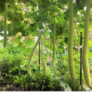 10 Count Vegetable Seeds Cucuzza Squash Seeds Lagenaria Cucuzzi Snake Gourd Italian