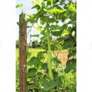 30 Count Vegetable Seeds Cucuzza Squash Seeds Lagenaria Cucuzzi Snake Gourd Italian