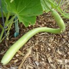 60 Count Vegetable Seeds Cucuzza Squash Seeds Lagenaria Cucuzzi Snake Gourd Italian