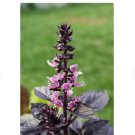 600 Count Vegetable Seeds Dark Opal Purple Basil Seeds Thai Red Rubin Asian Bouquet