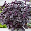 1200 Count Vegetable Seeds Dark Opal Purple Basil Seeds Thai Red Rubin Asian Bouquet
