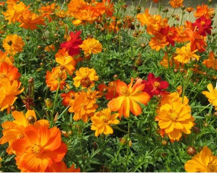 300 Count Flower Seeds Plant Bright Lights Mix Sulfur Cosmos Seeds Red, Orange, Yellow Cosmo Flowers