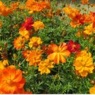 300 Count Flower Seeds Plant Bright Lights Mix Sulfur Cosmos Seeds Red, Orange, Yellow Cosmo Flowers
