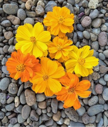 600 Count Flower Seeds Plant Bright Lights Mix Sulfur Cosmos Seeds Red, Orange, Yellow Cosmo Flowers
