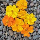 600 Count Flower Seeds Plant Bright Lights Mix Sulfur Cosmos Seeds Red, Orange, Yellow Cosmo Flowers