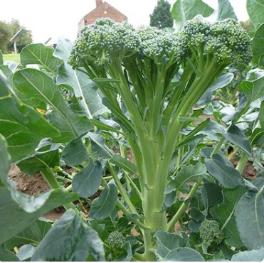 Vegetable Seeds 200 Count Green Sprouting Calabrese Broccoli Seeds
