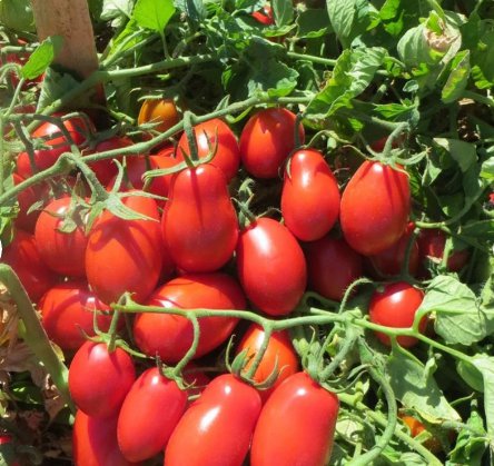 Vegetable Seeds 100 Count Roma Tomato Seeds Determinate Italian Plum Tomatoes Pomodoro