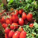 Vegetable Seeds 100 Count Roma Tomato Seeds Determinate Italian Plum Tomatoes Pomodoro