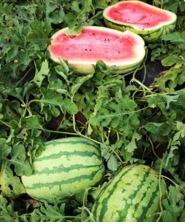 Fruit Seeds 20 Count Jubilee Watermelon Seeds Green Striped Pink Red ...