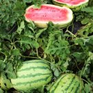 Fruit Seeds 20 Count Jubilee Watermelon Seeds Green Striped Pink Red Watermelons Giant